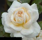 unknow artist White Realistic Rose